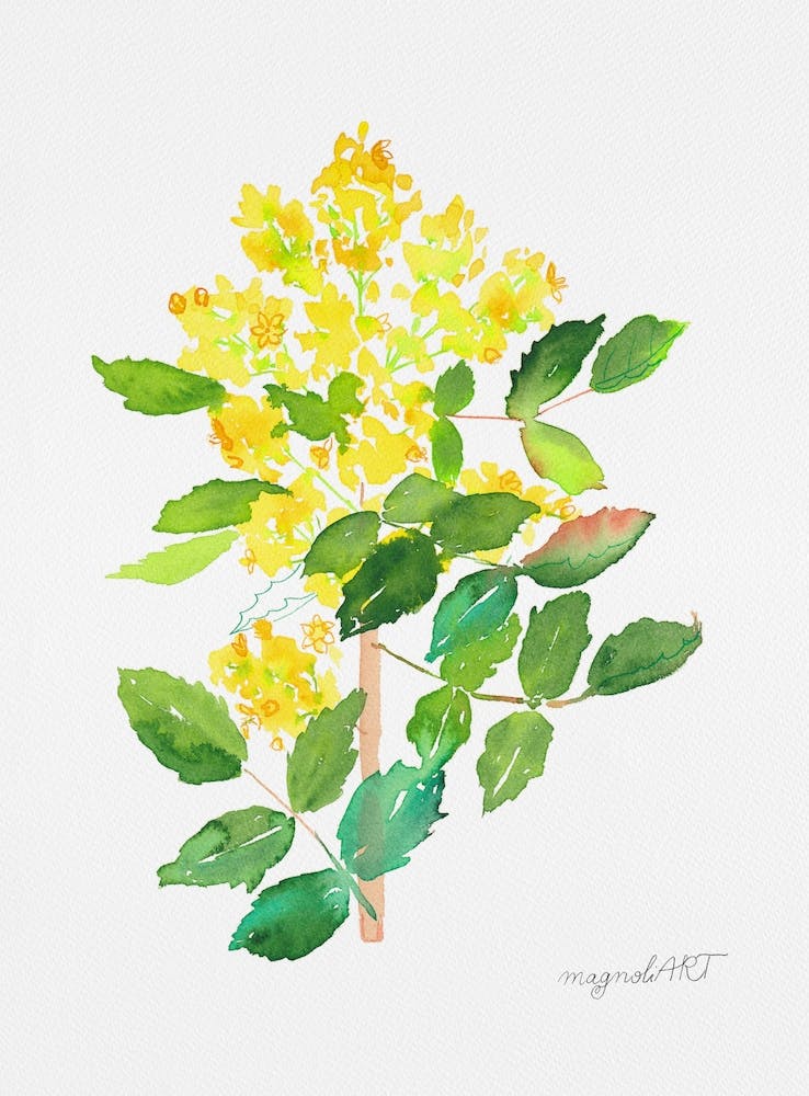 Mahonia1