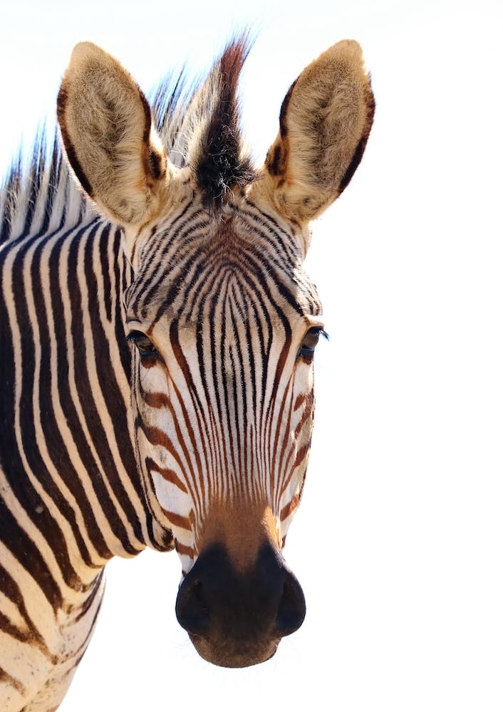 Portrait De Zèbre