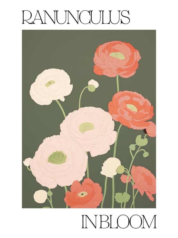 Ranunculus In Bloom Flowers Bold Illustration 4