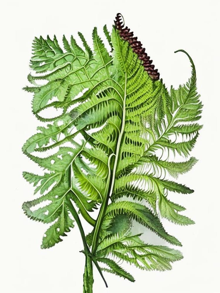 Polypody Fern Wildflower Watercolour