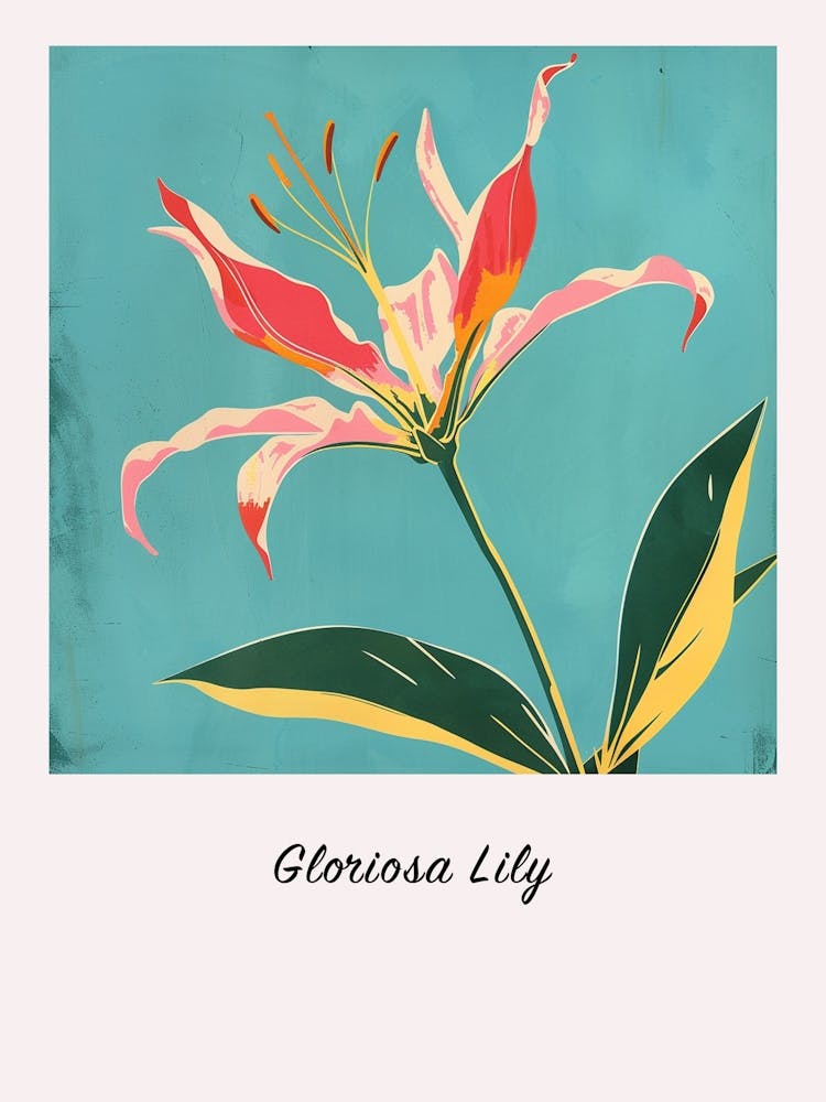 Gloriosa Lily 3 Square Flower Illustration Poster