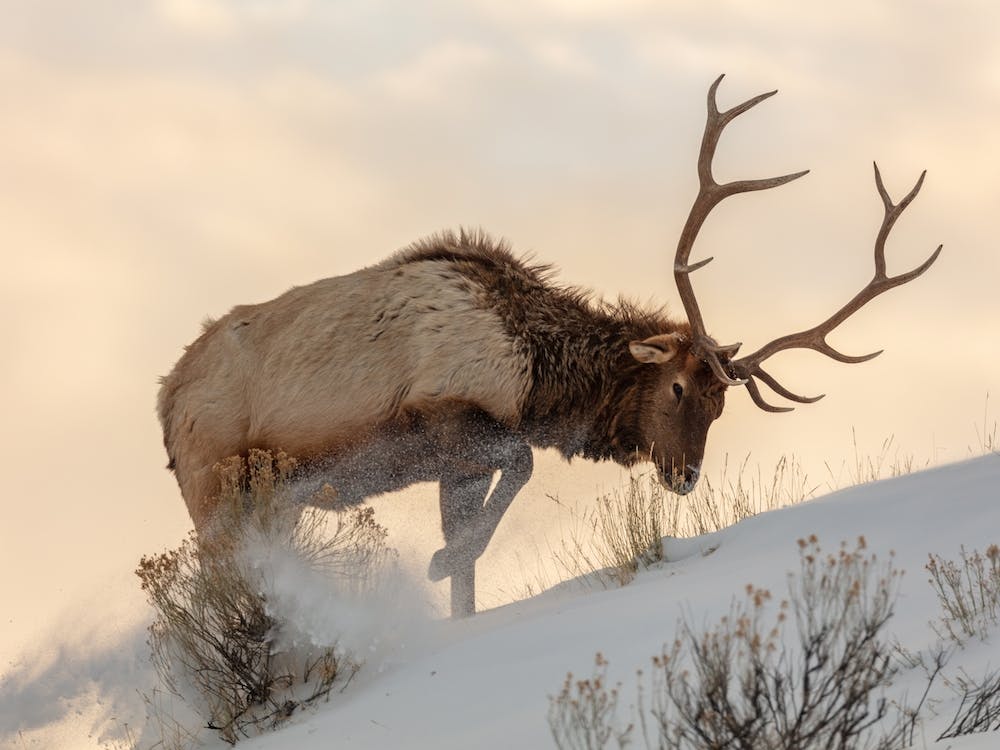 Bull Elk In The Snow