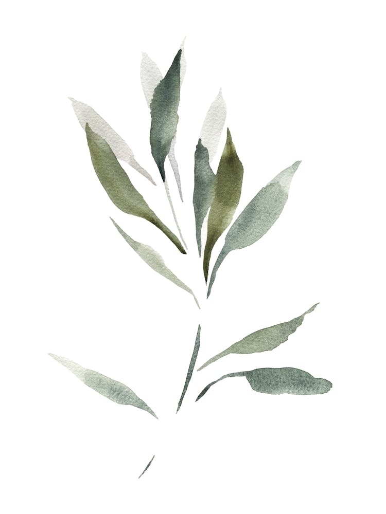 Aquarellblatt, Olivenzweig 1