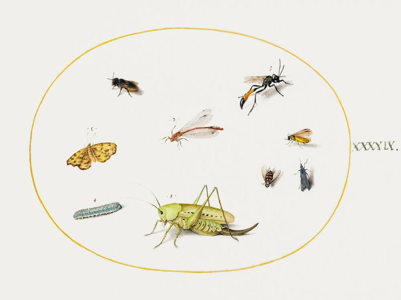 A Grasshopper, A Caterpillar, A Butterfly, A Moth, And Other Insects, (1575–1580), Joris Hoefnagel