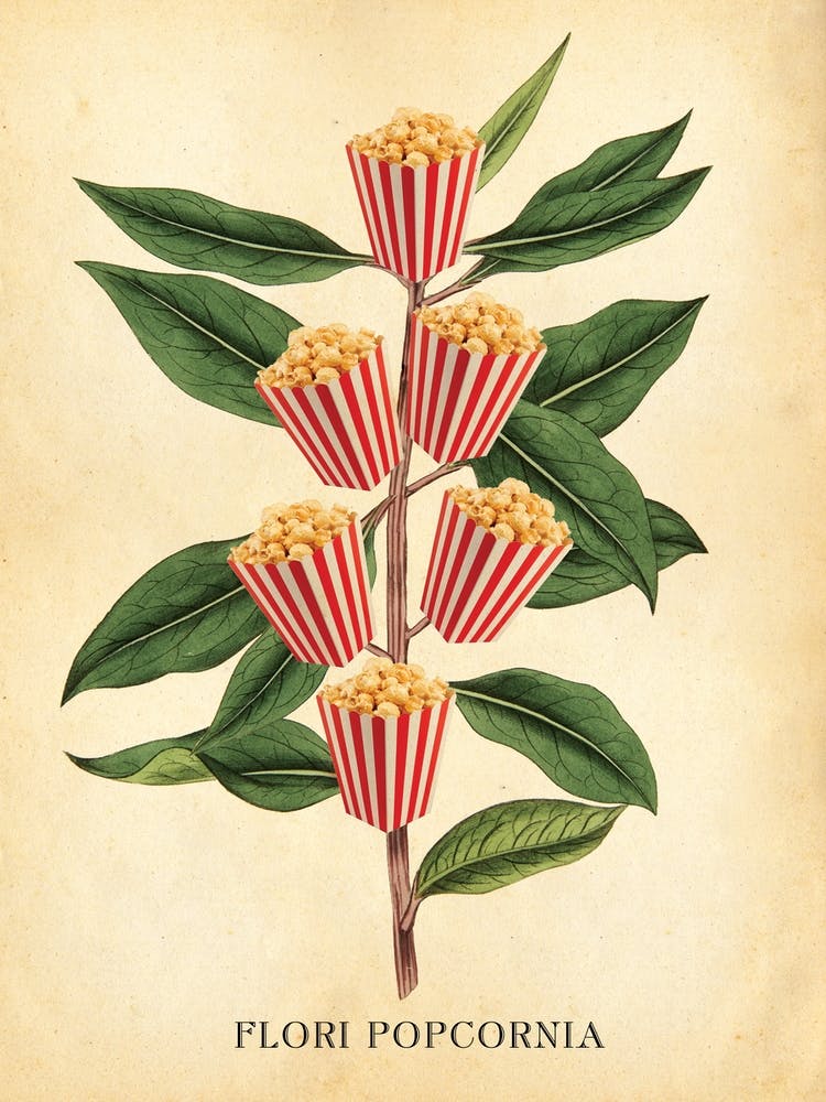 Modern Botanical Popcorn