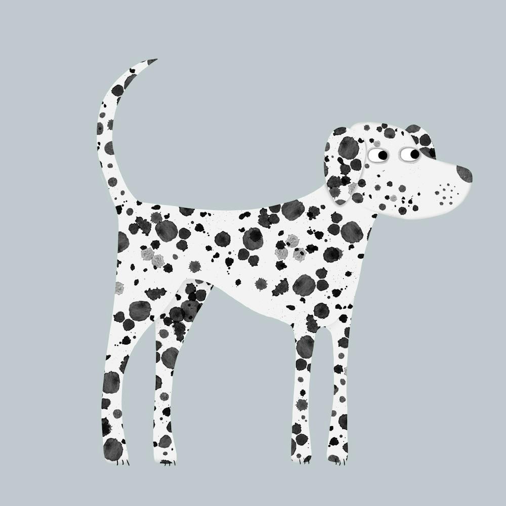 Dalmatian Dog