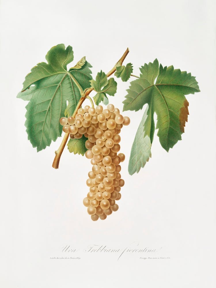 Trebbiano Grapes (Vitis Vinifera Trebulana Florentina) From Pomona Italiana (1817 1839), Giorgio Gallesio
