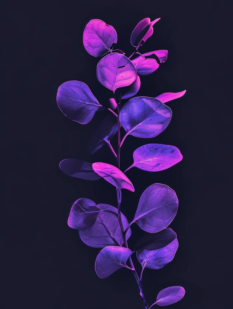 Eucalyptus Violet