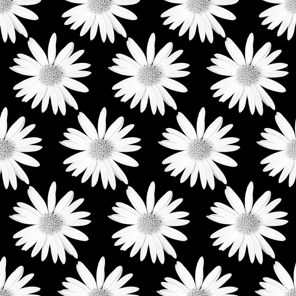 White Daisies On Black Background