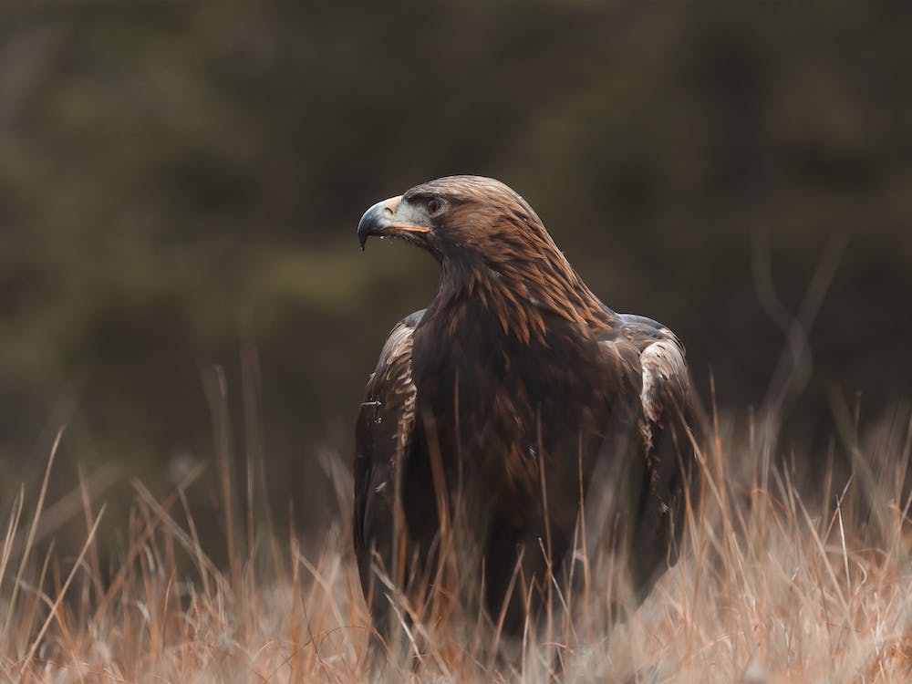 Rustic Golden Eagle