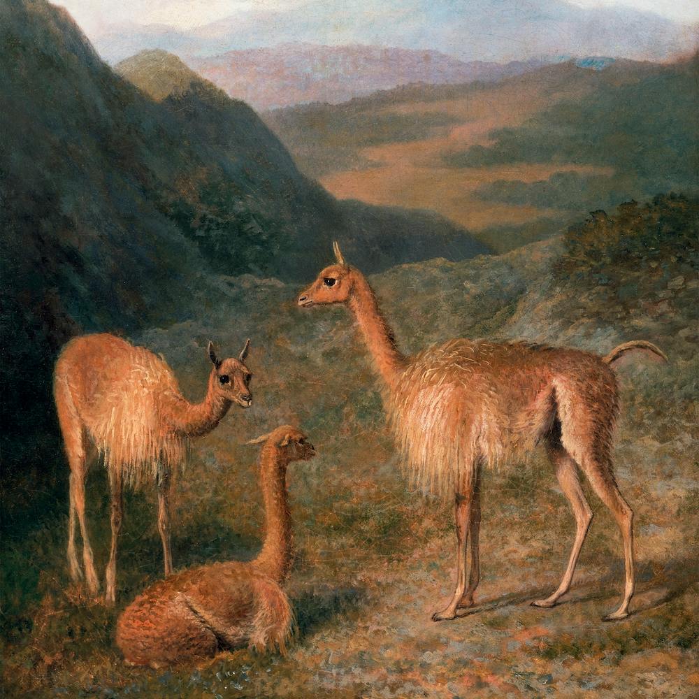 Peruvian Llamas Square