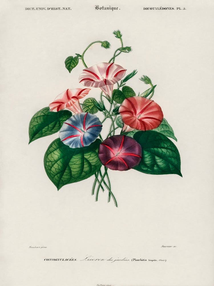 Morning Glory (Pharbitis Hispida), Charles Dessalines D' Orbigny
