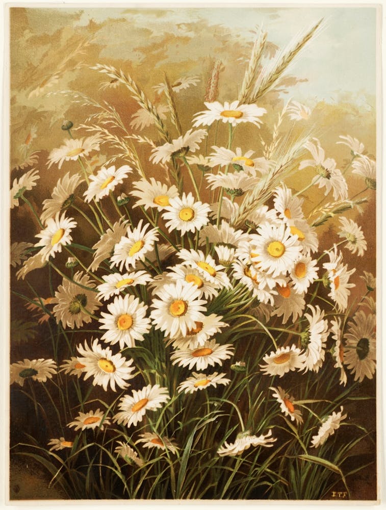 Daisies