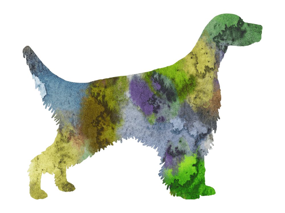 Watercolor English Setter Dog