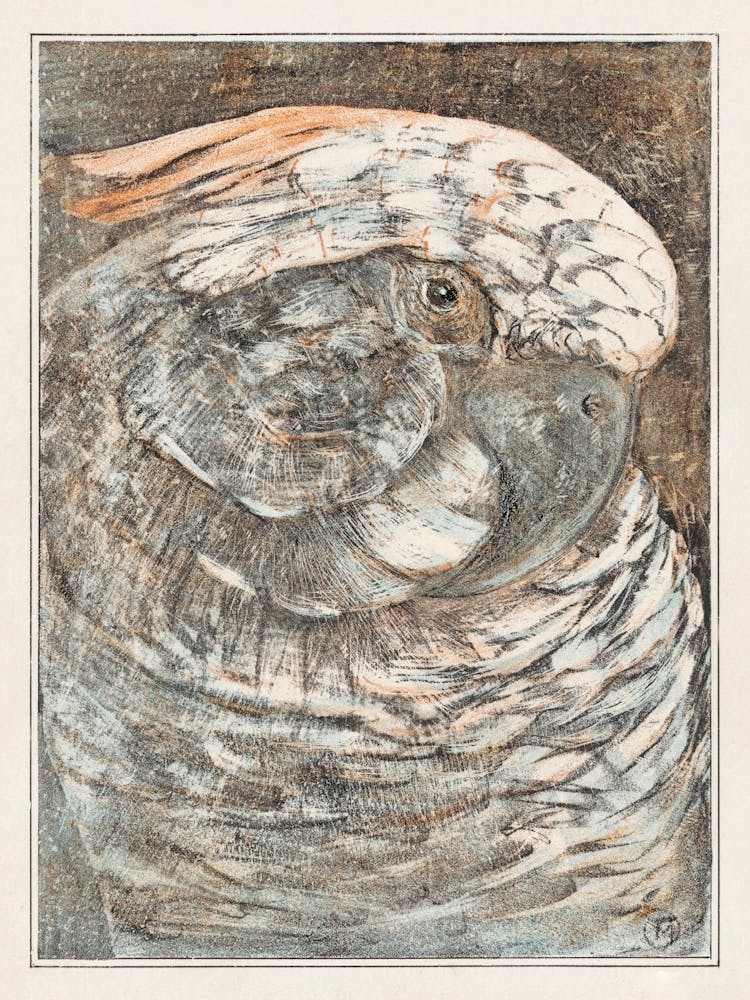 Tête D'un Perroquet (1878–1908), Theo Van Hoytema