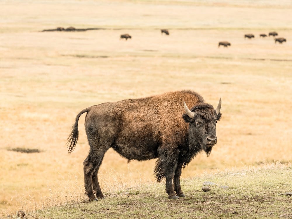 Bison Landscape