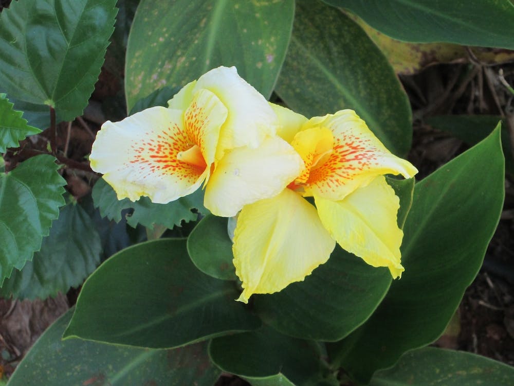 Yellow Orchid