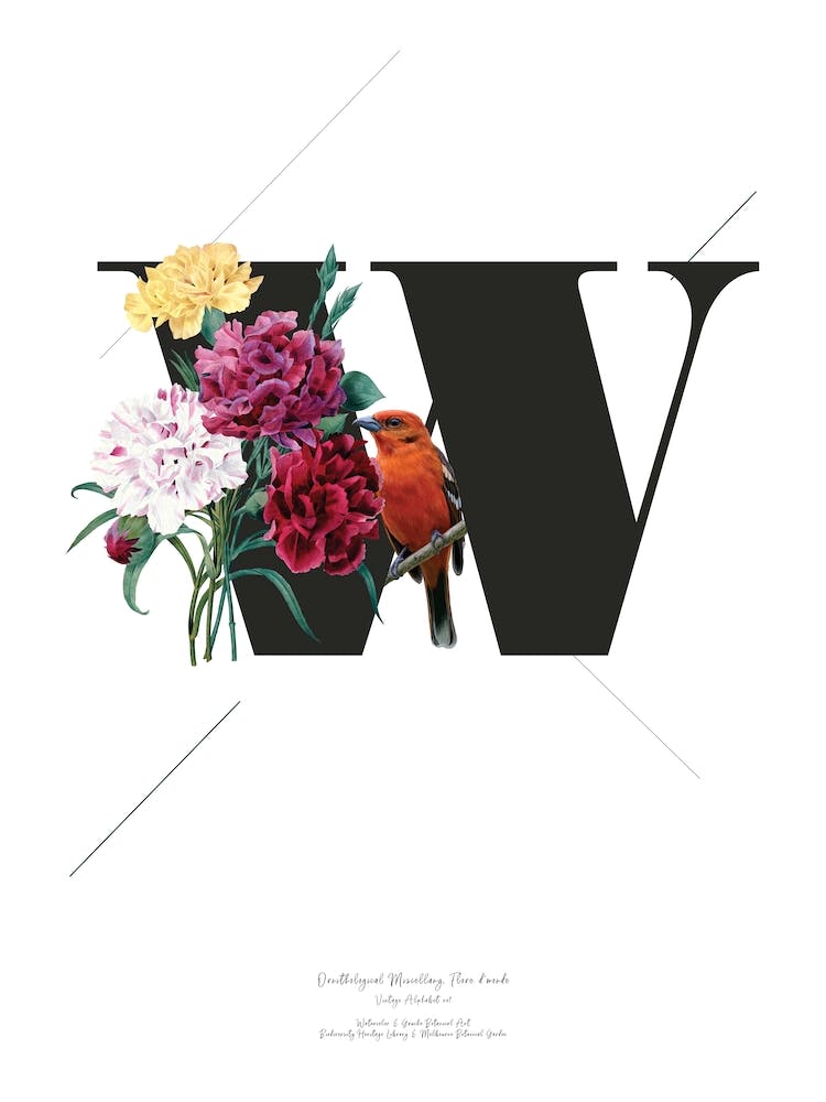 Botanical  Alphabet W