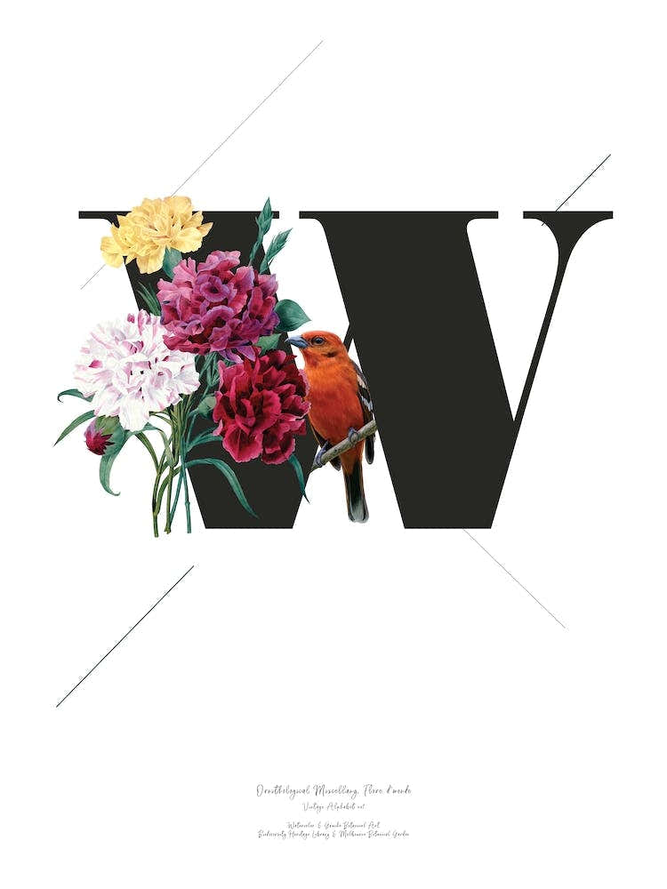 Botanical  Alphabet W