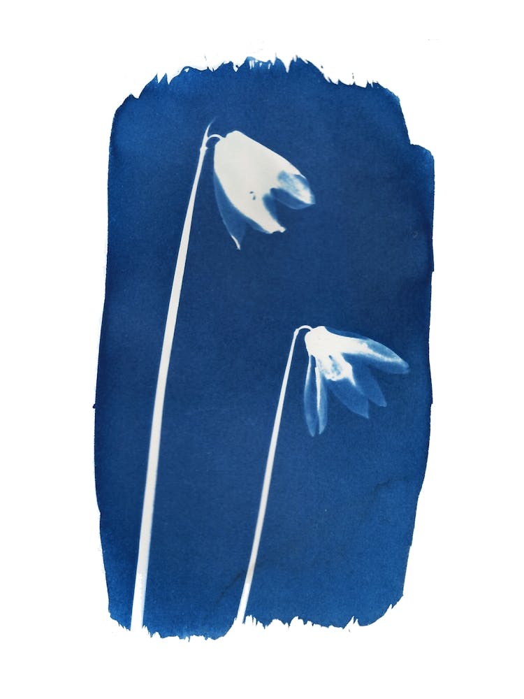 Snowdrop Spring Flower Blue