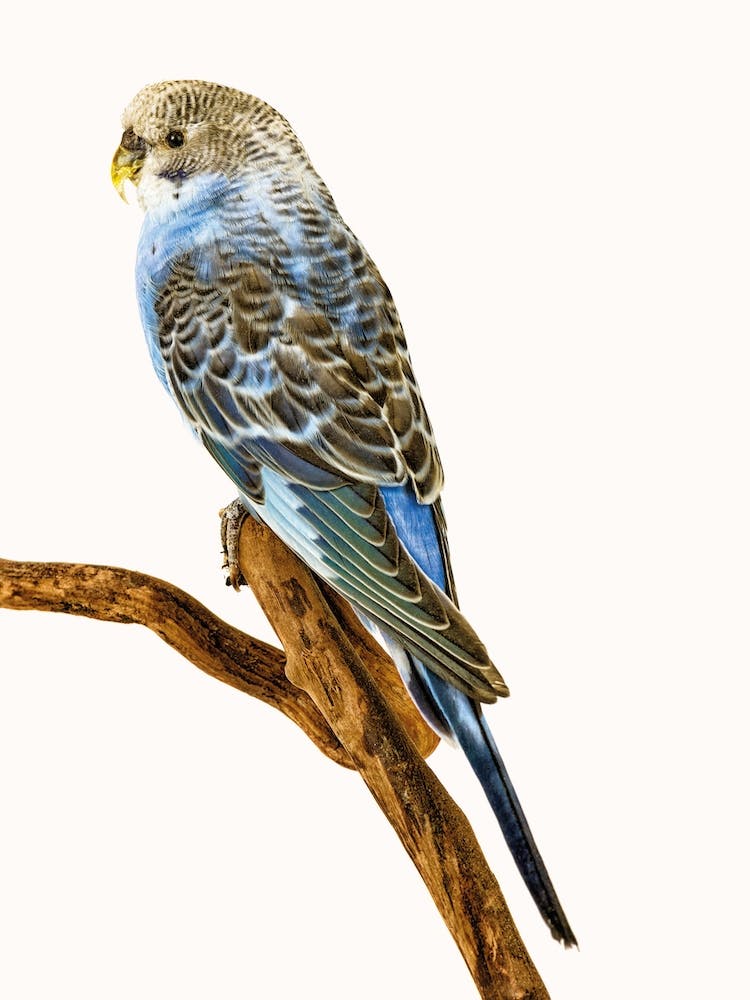 Birds IV