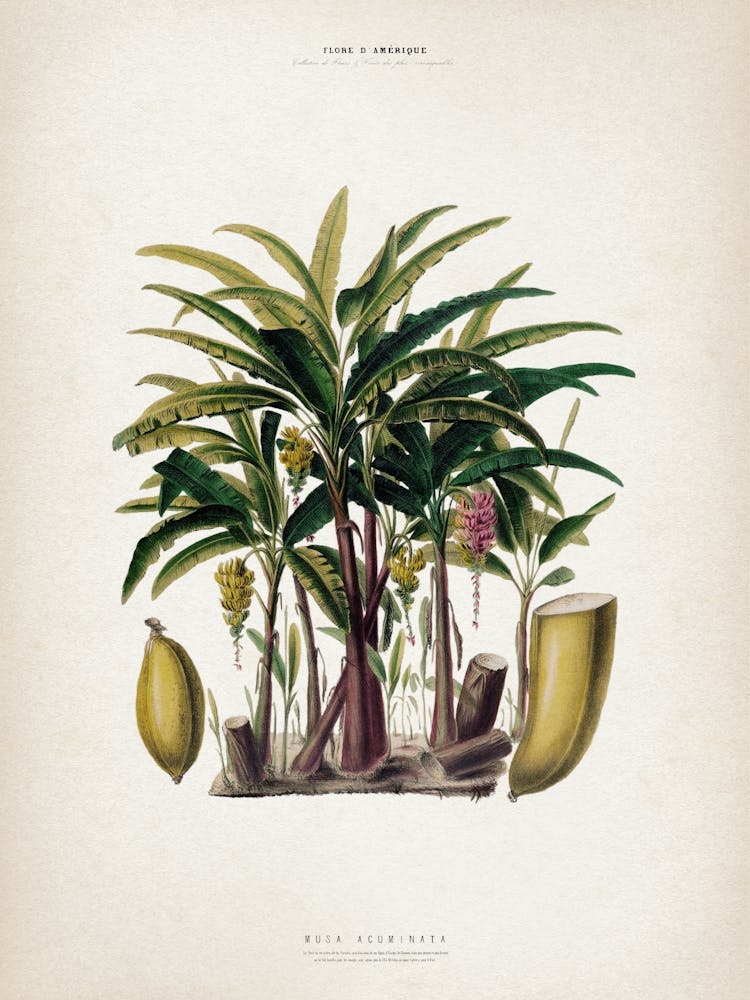 Vintage Denisse 6 Musa Acuminata