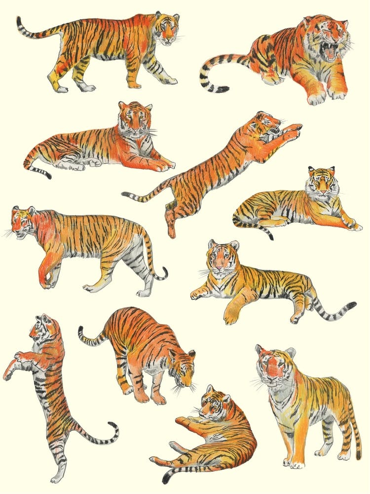Tigers