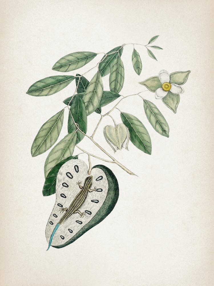 Vintage Catesby 2 Lacertus Caerulea