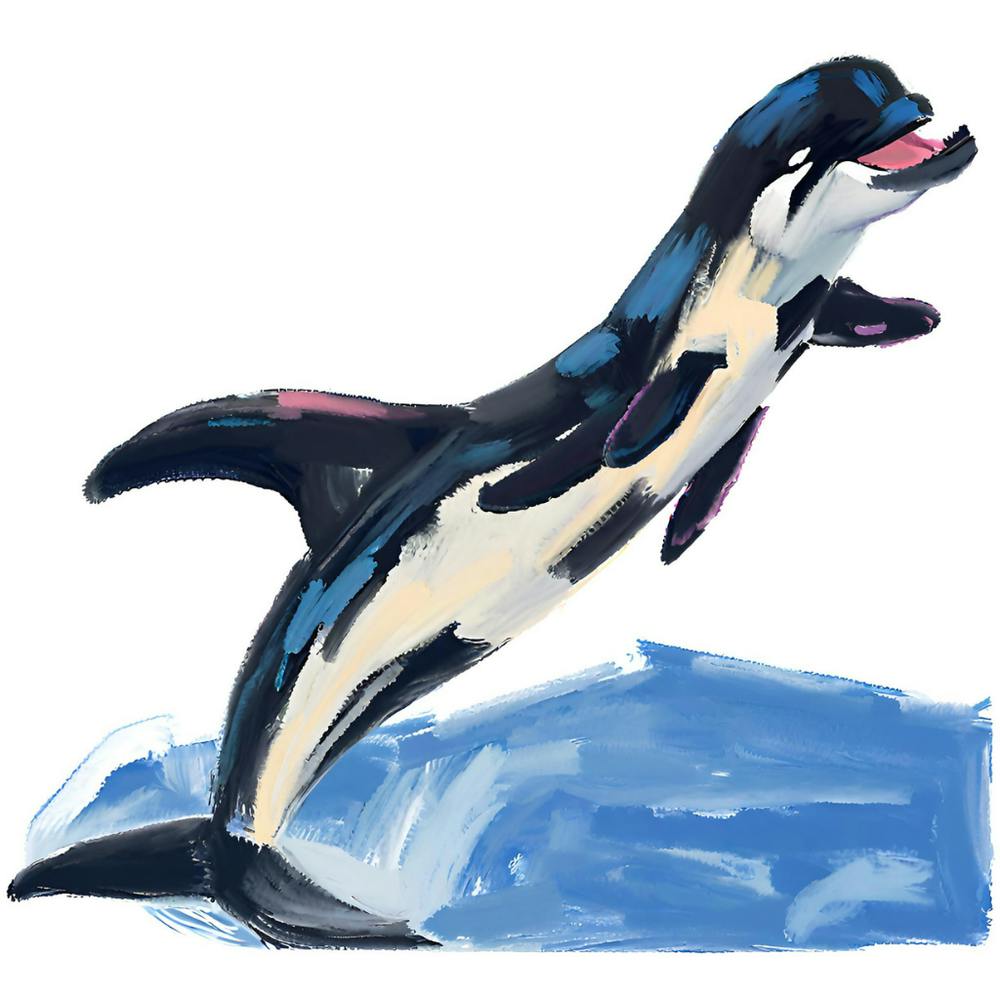 Orca Whale 03