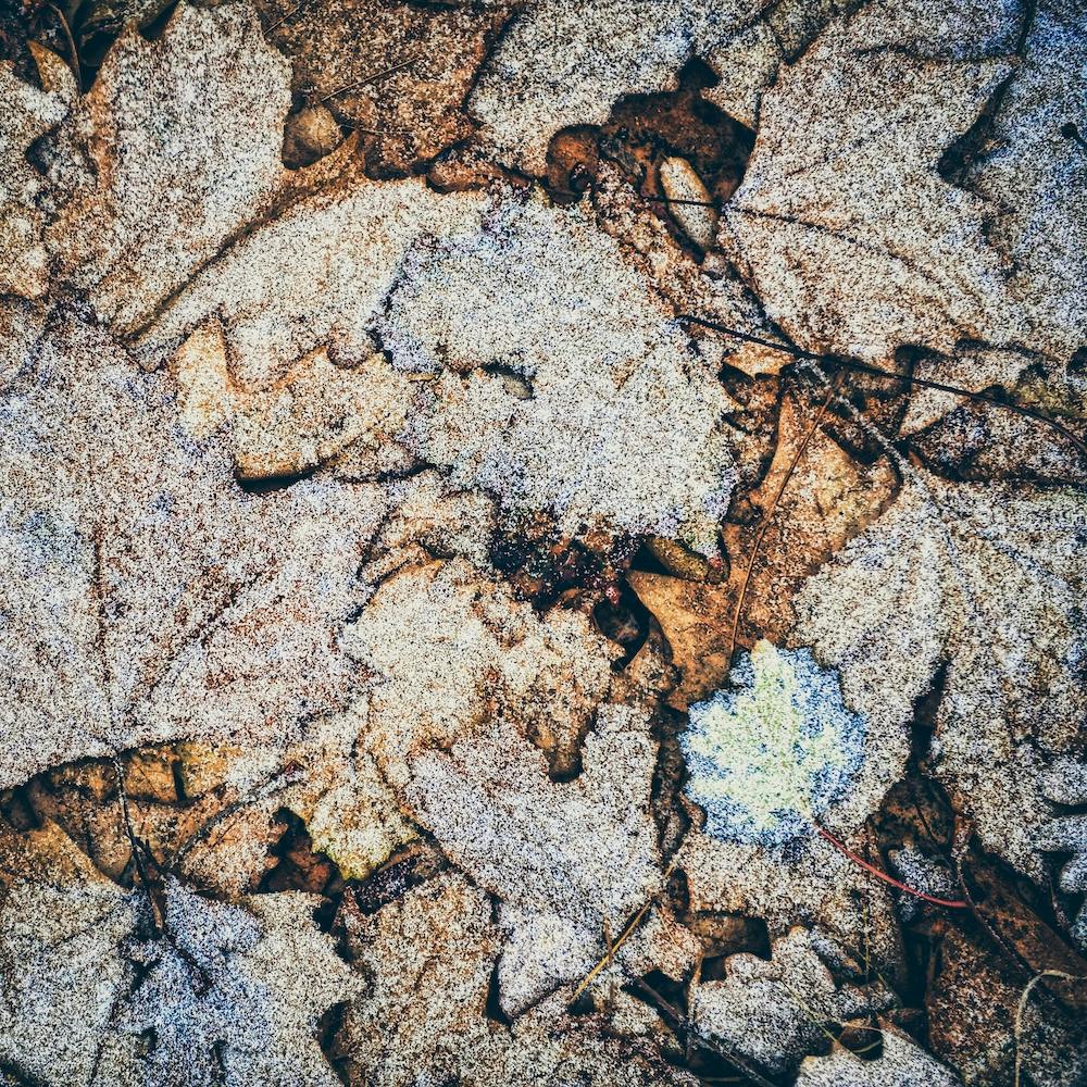 Frost auf gefallenen Blättern Quadrat