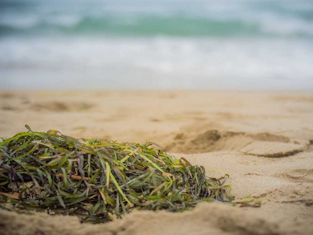 Close Up Of Algae On The Beach Sand