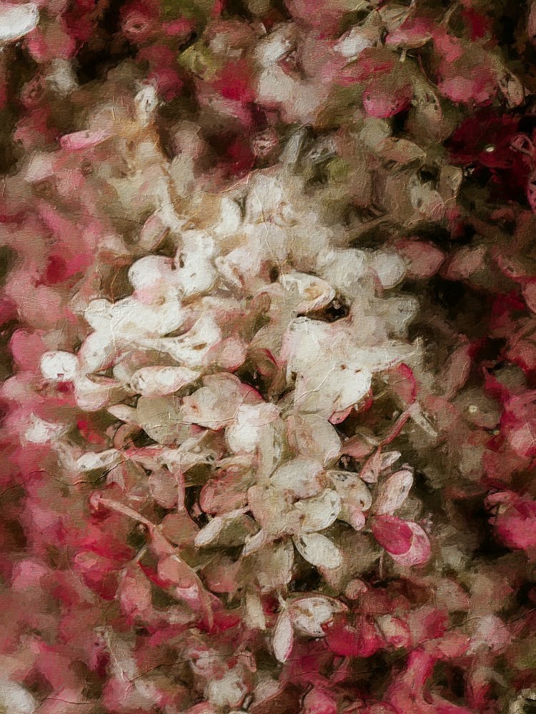 Pink Hydrangeas Flowers Oil Painting