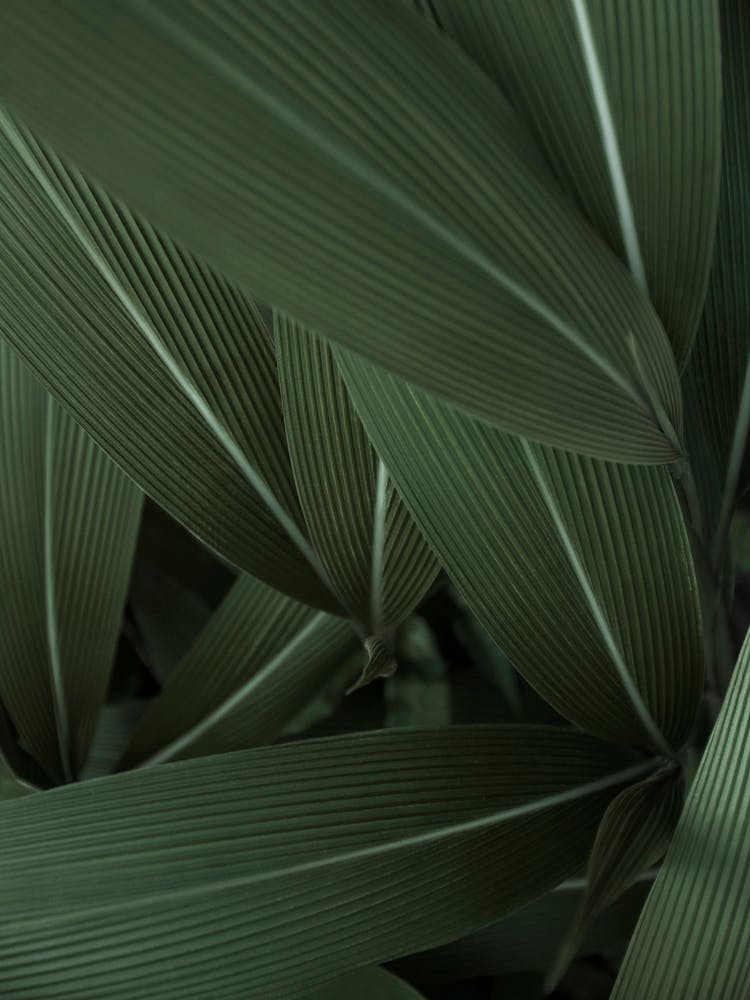 Minimal Plants