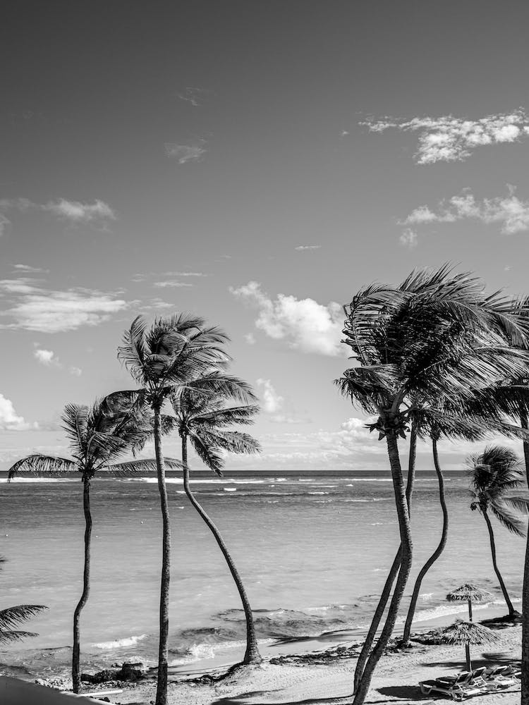 Amongst The Palm Trees