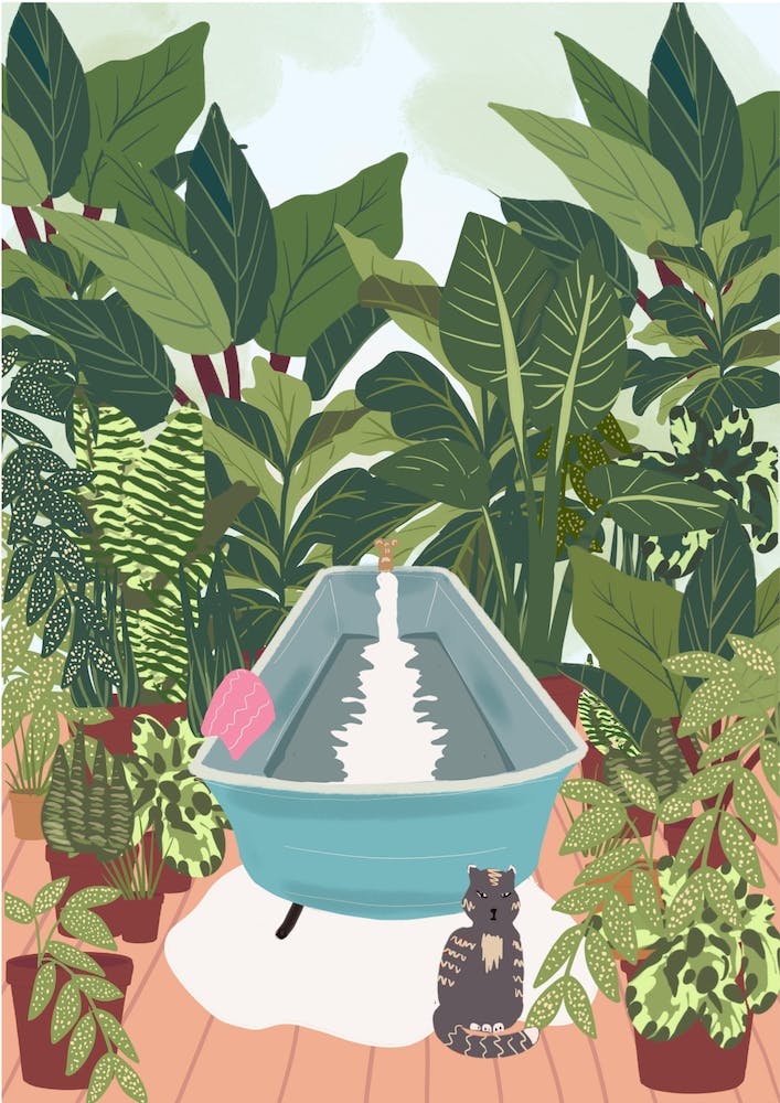 Cat And Outdoor Bath