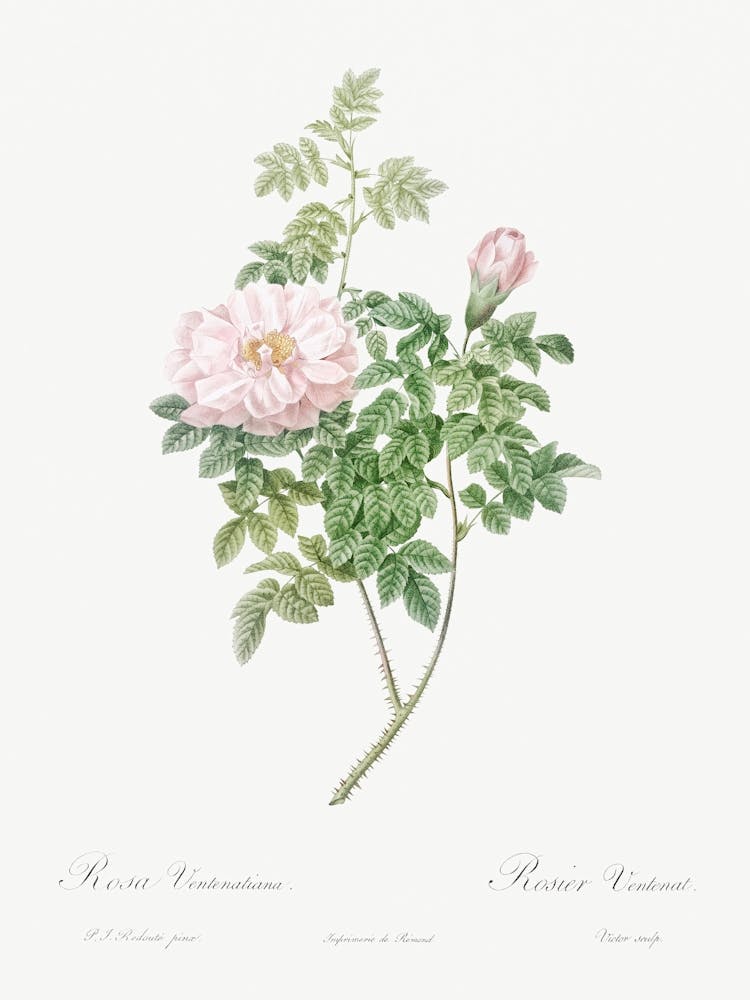 Ventenat S Rose, Pierre Joseph Redoute