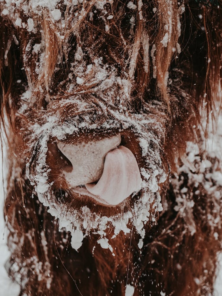 Brown Highland Cow