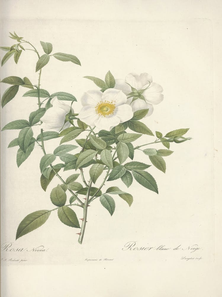 Rose Illustration, Pierre Joseph Redoute (51)
