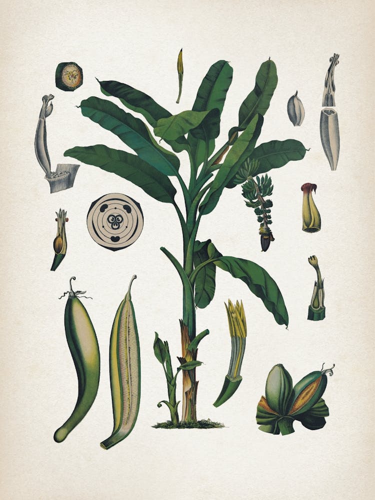 Vintage Bollmann 6 Gemeine Banane