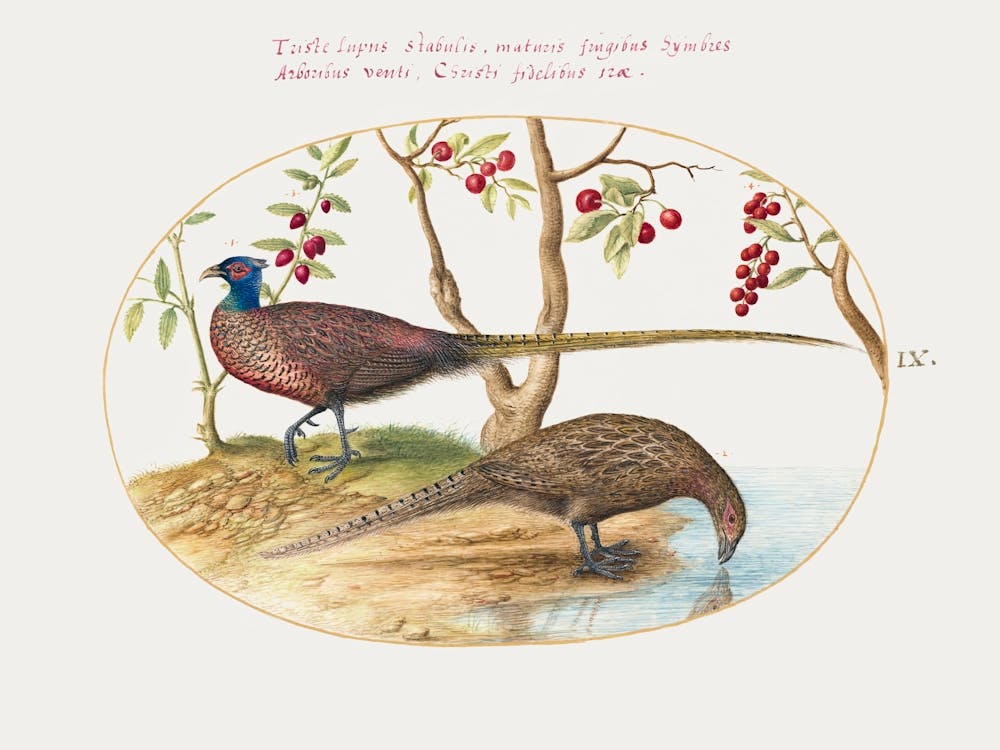 Two Pheasants With Fruiting Plants (1575–1580), Joris Hoefnagel