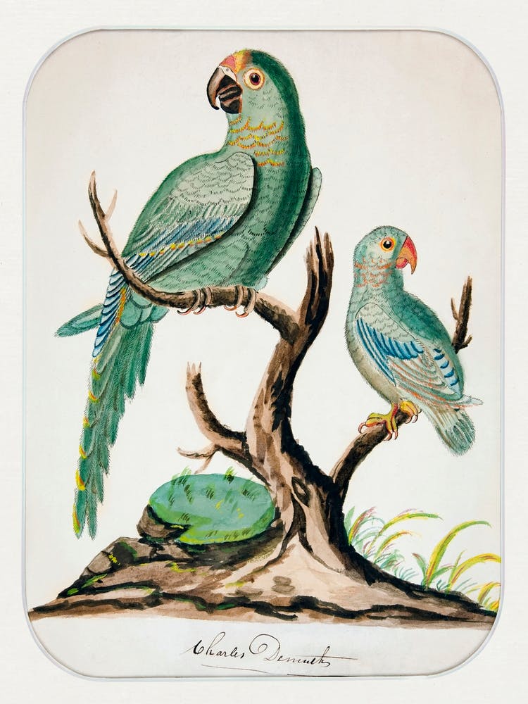 Two Parrots on a Barren Tree (ca.1916), Charles Demuth