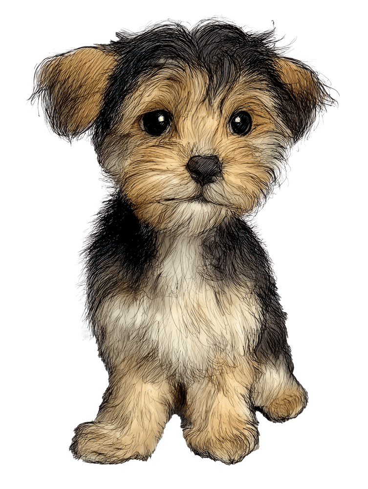 Yorkiepoo 2