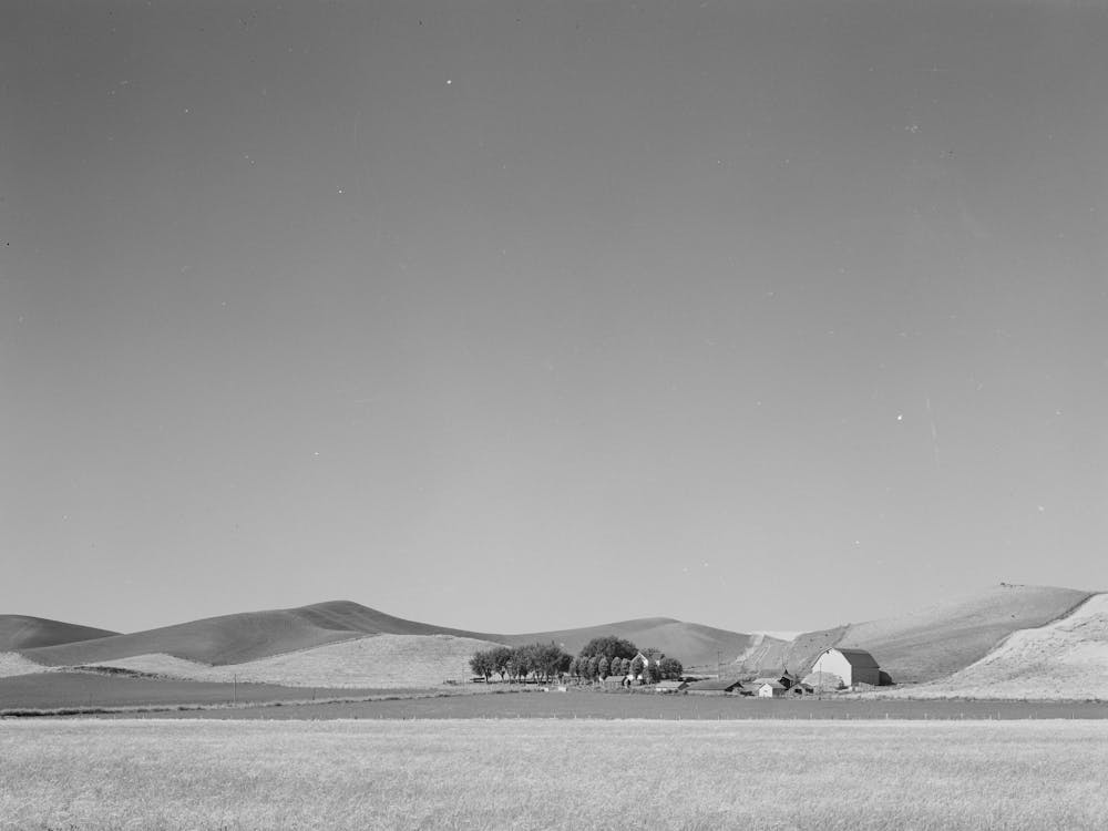 Farmstead And Wheatland, Whitman County, Washington By Russell Lee