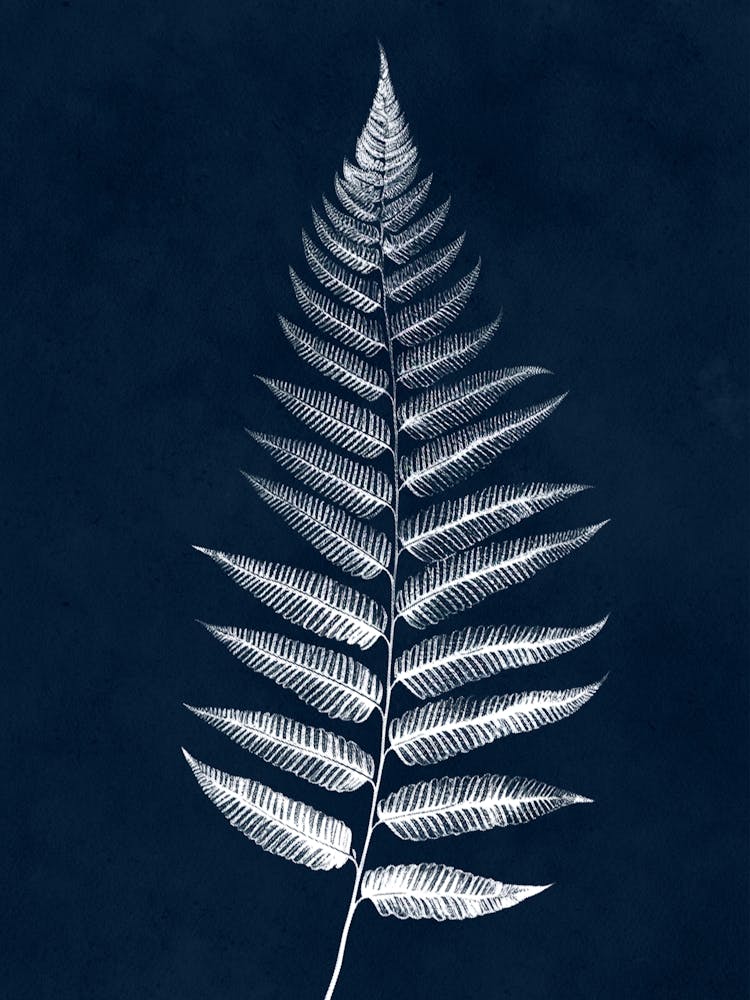 Fern Leaf Print