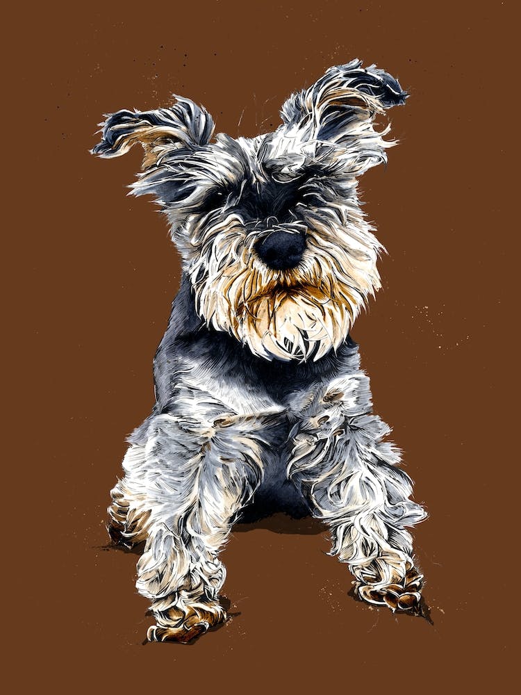 Ollie The Schnauzer On Roast Peach