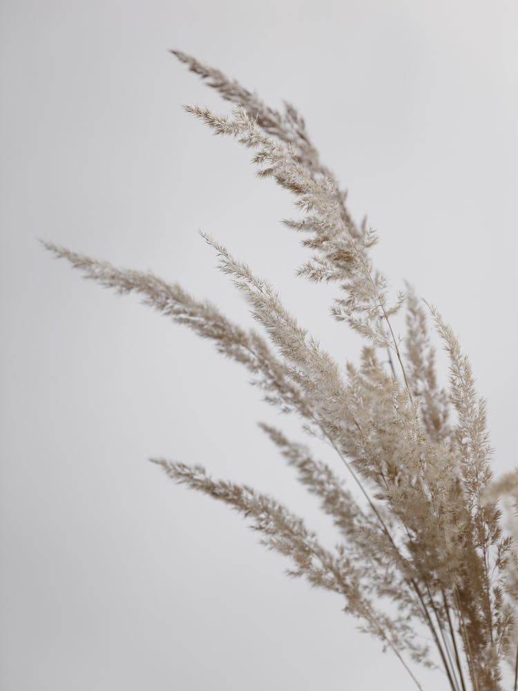 Soft Natural Pampas Grass