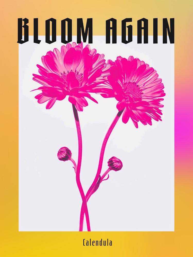 Leuchtend pinke Ringelblume 2 Poster