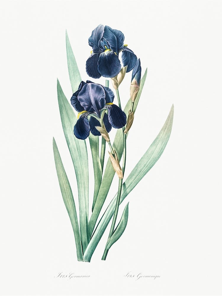 German Iris Illustration From Les Liliacées, Pierre Joseph Redouté