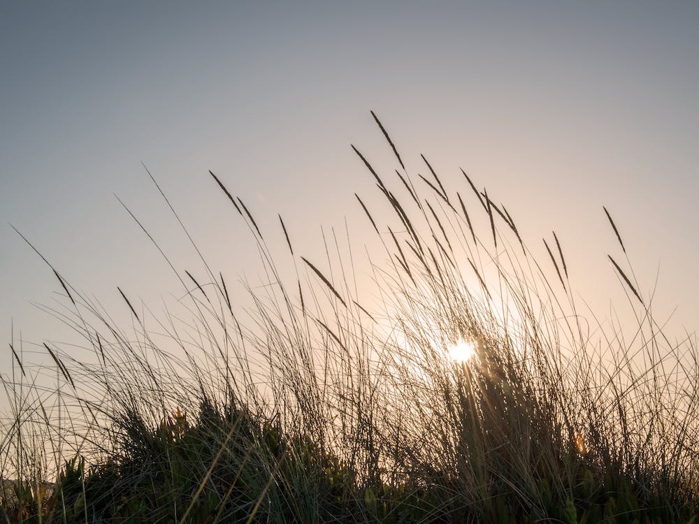 Beach Grass