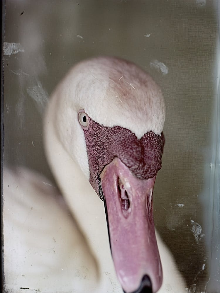 Portrait Of A Swan
